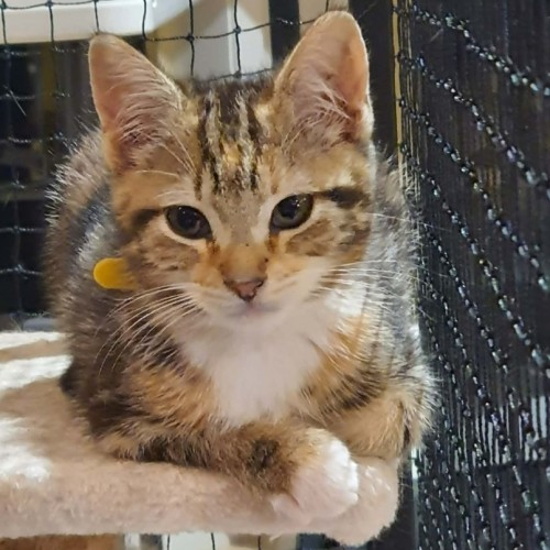 Whitney ** 2nd Chance Cat Rescue ** - Domestic Short Hair (DSH) Cat