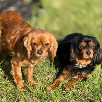 Photo of Scarlett & Scout