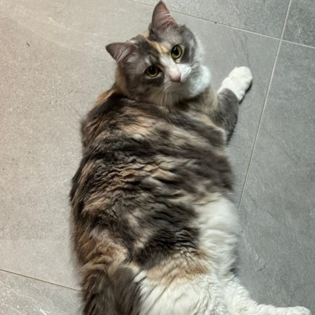 Photo of Evie