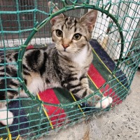 Photo of Nael ** 2nd Chance Cat Rescue **