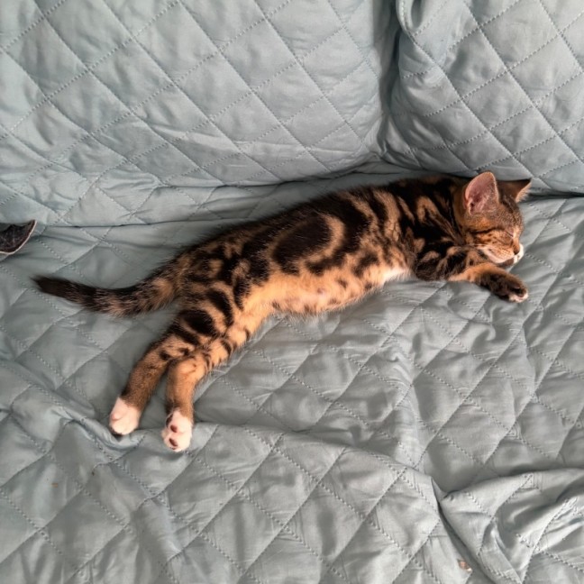 Photo of Robin **2nd Chance Cat Rescue**