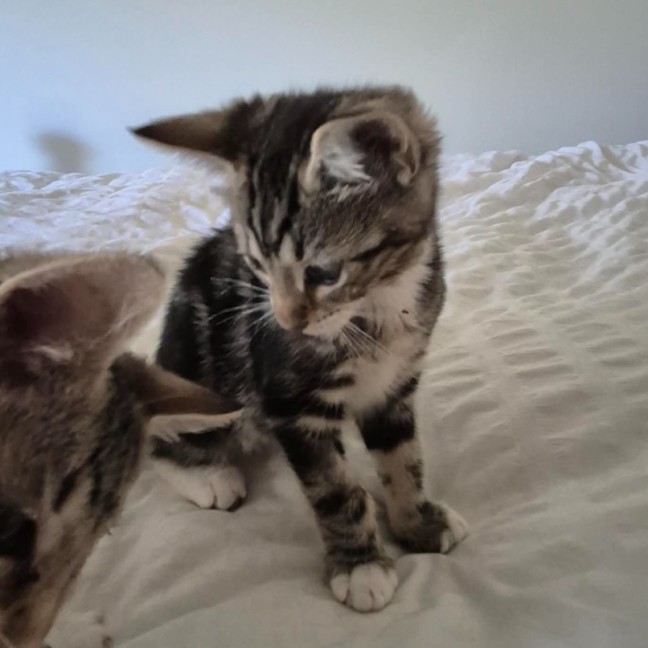 Photo of Rolly Polly ** 2nd Chance Cat Rescue **