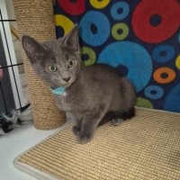 Photo of Vincenzo **2nd Chance Cat Rescue**