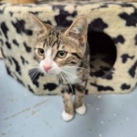 Photo of Ava ** 2nd Chance Cat Rescue**