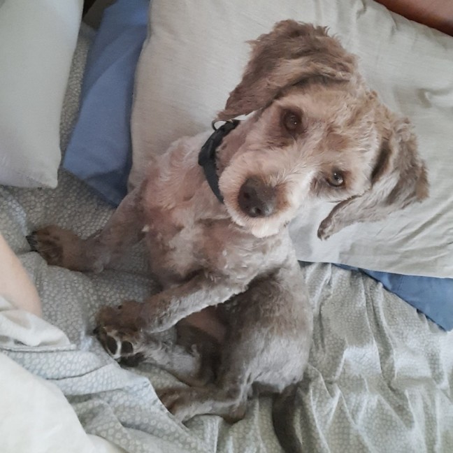Photo of Teddy