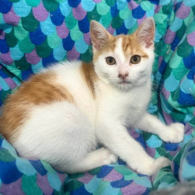 Photo of Barbara   Meet Me @ Petstock Prahran!