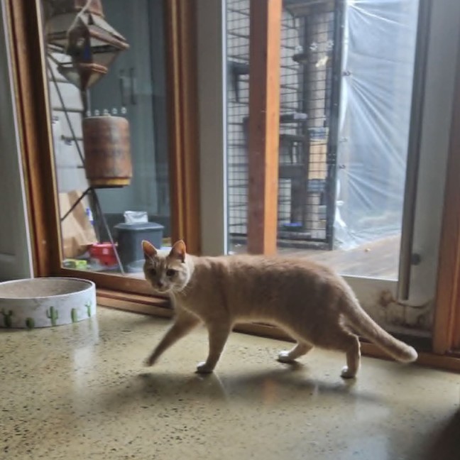Photo of Tigger ** 2nd Chance Cat Rescue**