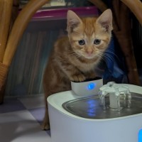 Photo of Roy Harper **2nd Chance Cat Rescue**