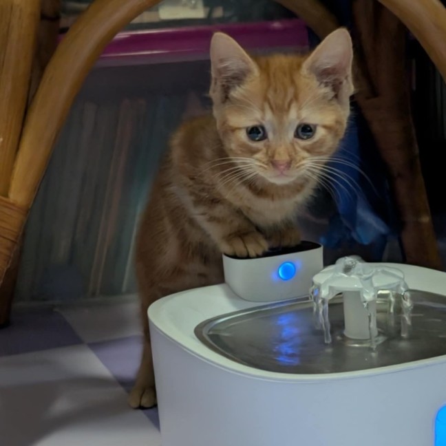 Photo of Roy Harper **2nd Chance Cat Rescue**