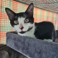 Photo of Pepito ** 2nd Chance Cat Rescue **