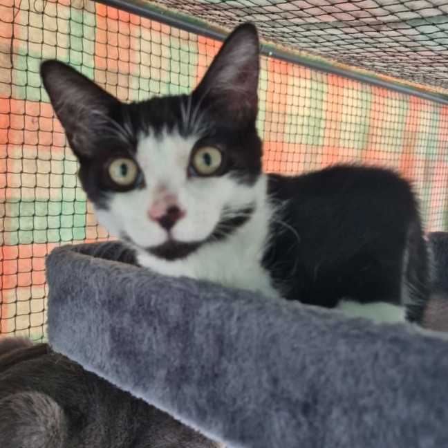 Photo of Pepito ** 2nd Chance Cat Rescue **