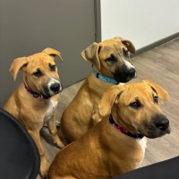 Photo of Bindi 