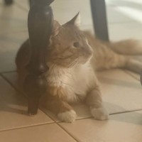 Photo of Foxy ** 2nd Chance Cat Rescue**