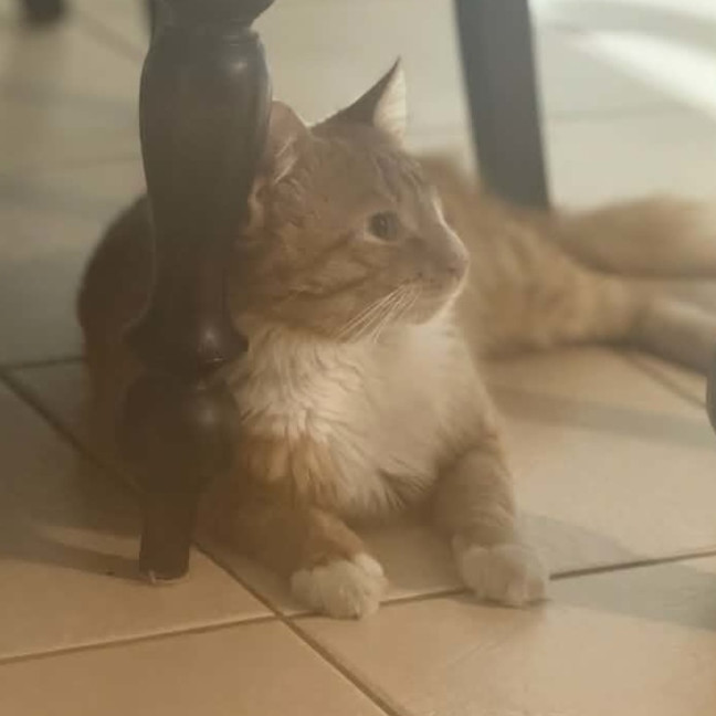 Photo of Foxy ** 2nd Chance Cat Rescue**