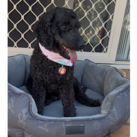 Photo of Nala 