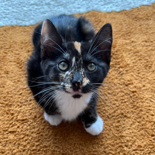 Photo of Inez   Located In Surrey Hills