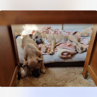 Photo of Thumper & Bambi 