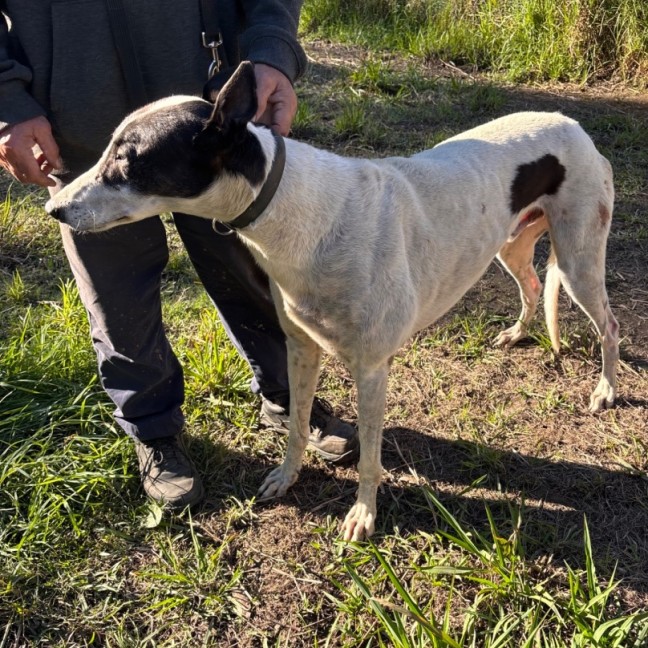 Photo of Bandit