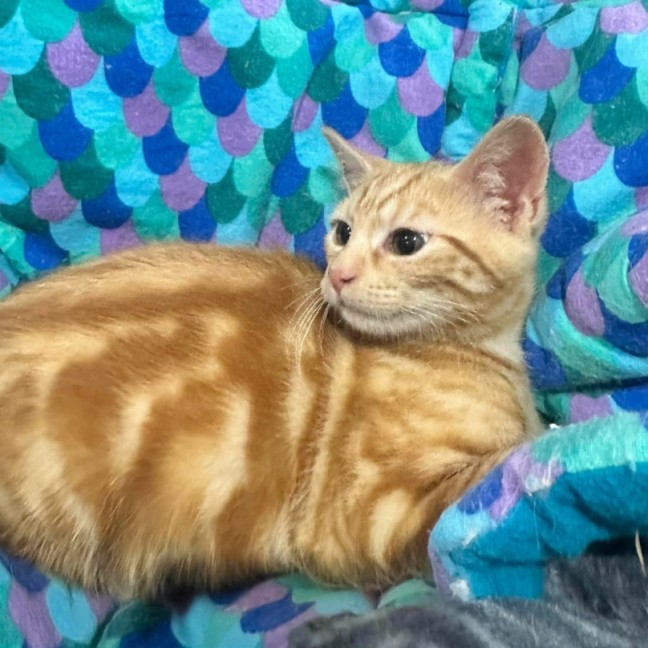 Photo of Joanie   Meet Me @ Petstock Prahran 15 Feb