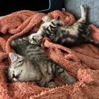 Photo of Ronnie & Reggie Best Bud Brothers Cracka Kittens