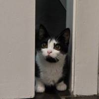 Photo of Penguin