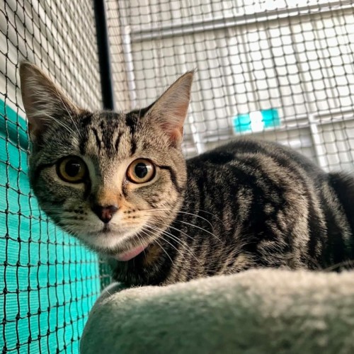 Miray**2nd chance cat rescue** - Domestic Short Hair (DSH) Cat