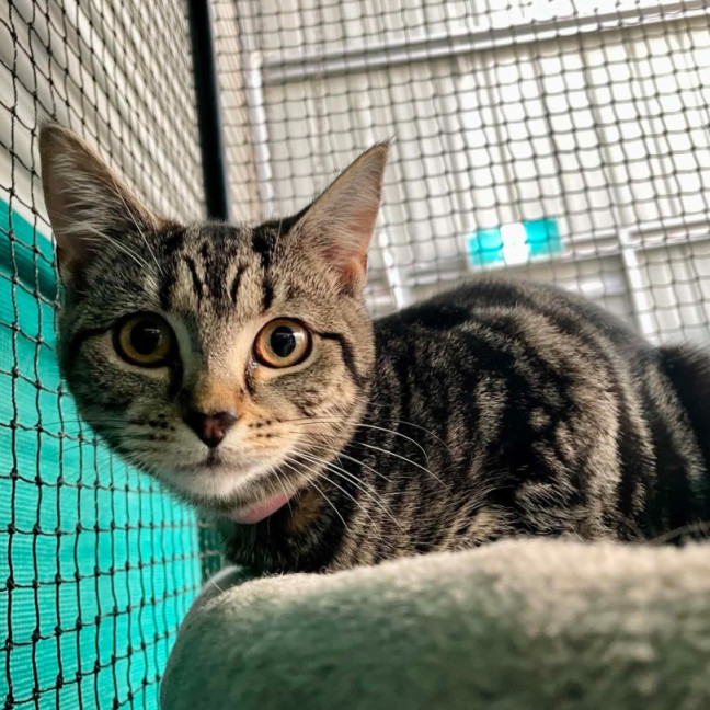 Photo of Miray**2nd Chance Cat Rescue**