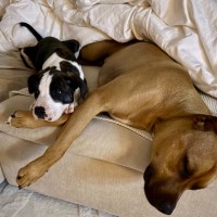 Photo of Chicken Pot Pie