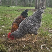 Photo of Plymouth Rock