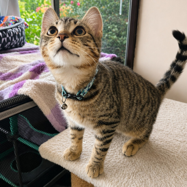 Photo of Biscuit