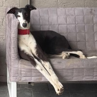 Photo of Betsy, The Cat Friendly Greyhound