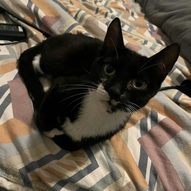 Photo of Squidette