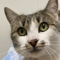 Photo of Kit Kat