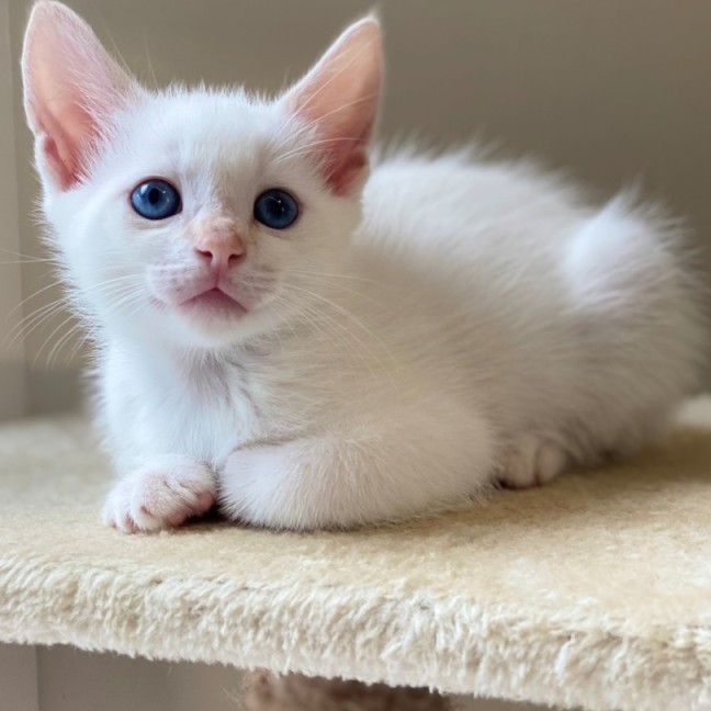 Photo of C1433 Nigel