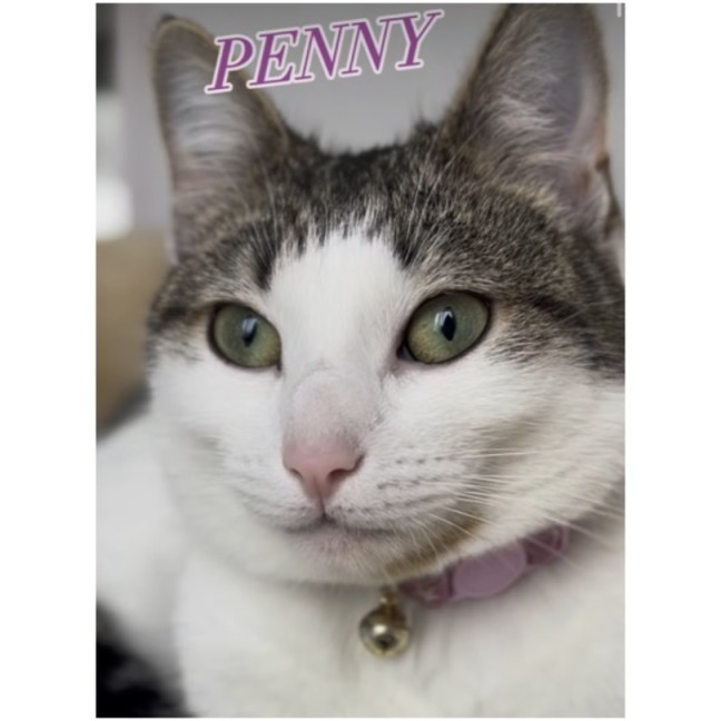 Photo of Penny