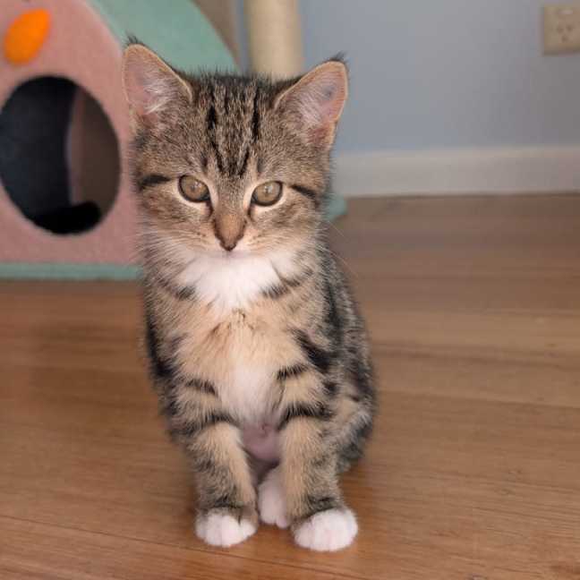 Photo of Joplin ^^Dandy Cat Rescue^^