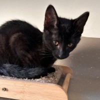 Photo of C1499 Nacho