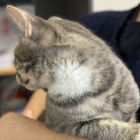 Photo of Rocco