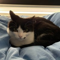 Photo of Puffin