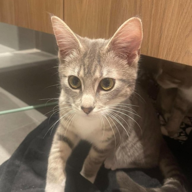 Photo of Salsa