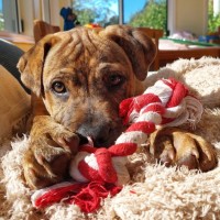 Photo of Dingo