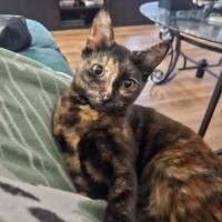 Photo of Penny