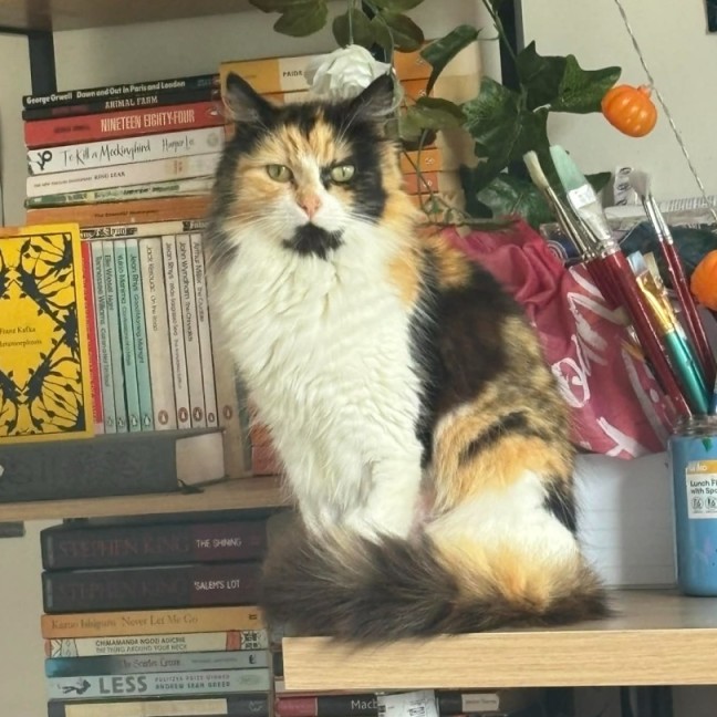 Photo of Fifi