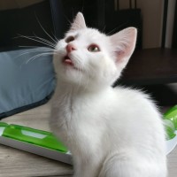 Photo of Shock
