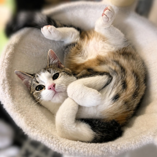 John - Domestic Short Hair (DSH) Cat