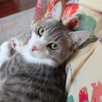 Photo of Chicken Salt