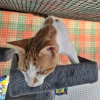 Photo of Emil ** 2nd Chance Cat Rescue **