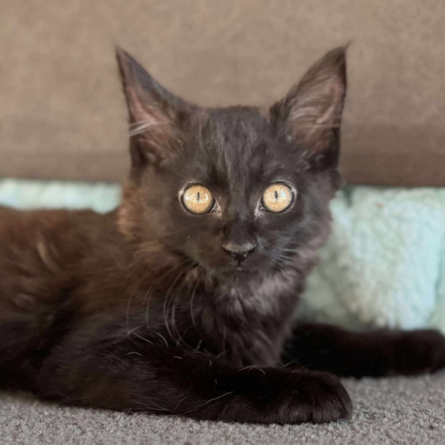 Photo of Hazel