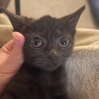Photo of Muffin🧁