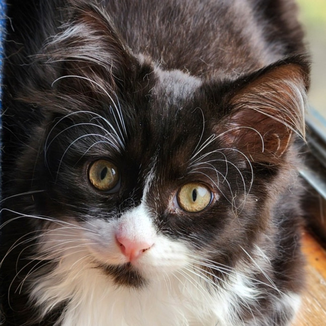 Photo of Maya ^^Dandy Cat Rescue^^